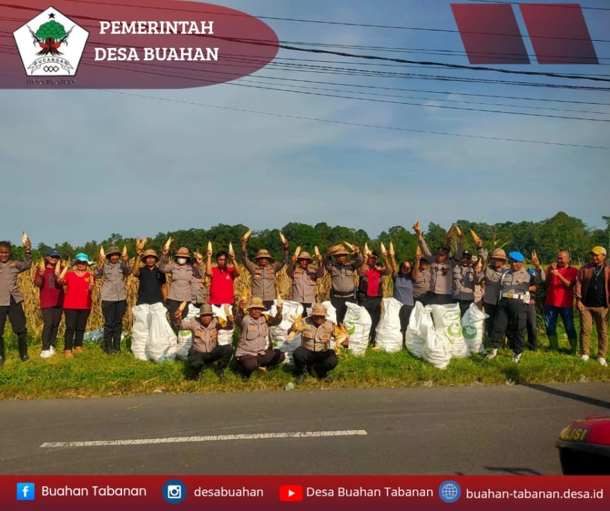 PEMERINTAH DESA BUAHAN IKUT DALAM PEMANENAN JAGUNG OLEH PIHAK KEPOLISIAN SEKTOR TABANAN